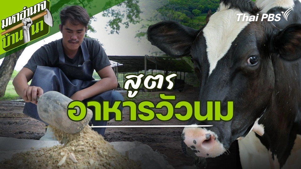 สูตรลับฉบับบ้านนา : สูตรอาหารวัวนม