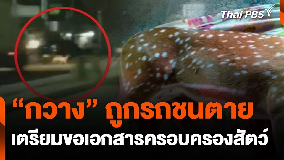 "กวาง" ถูกรถชนตาย เตรียมขอเอกสารครอบครองสัตว์
