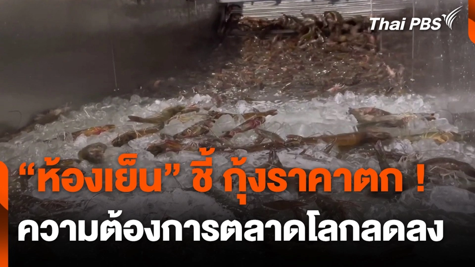 “ห้องเย็น” ชี้ กุ้งราคาตก ! ความต้องการตลาดโลกลดลง