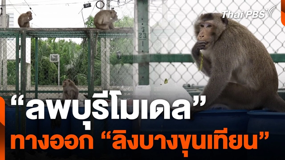 ยกลพบุรีโมเดลเป็นทางออก "ลิงบางขุนเทียน"