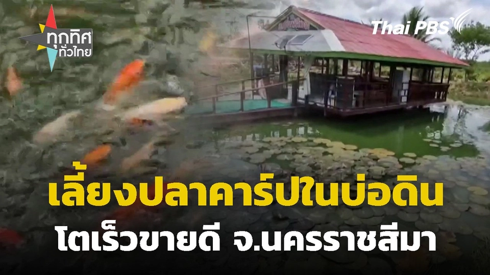 เลี้ยงปลาคาร์ปในบ่อดินโตเร็วขายดี จ.นครราชสีมา