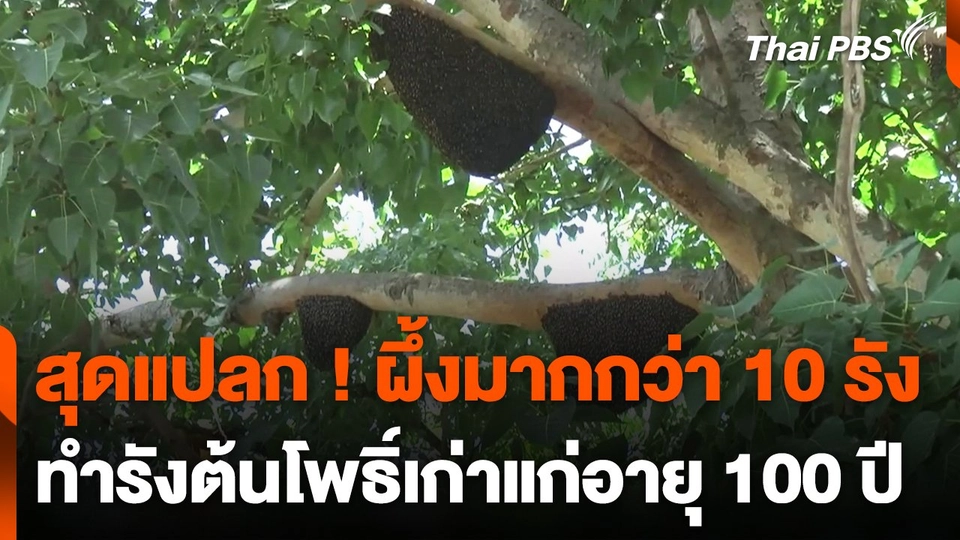 สุดแปลก ! ผึ้งมากกว่า 10 รัง ทำรังต้นโพธิ์เก่าแก่อายุ 100 ปี