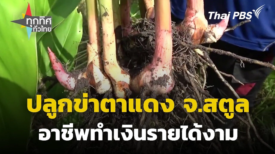 ปลูกข่าตาแดงอาชีพทำเงินรายได้งาม จ.สตูล