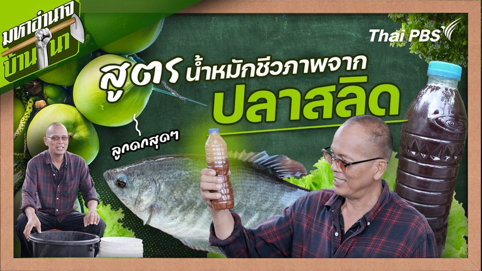 สูตรลับฉบับบ้านนา : น้ำหมักชีวภาพจากปลาสลิด