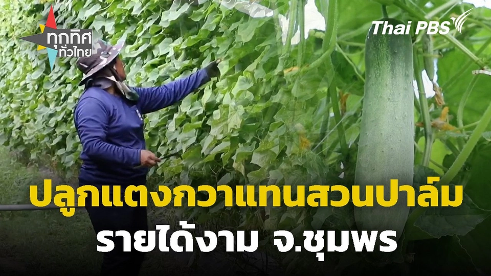 ปลูกแตงกวาแทนสวนปาล์มรายได้งาม จ.ชุมพร