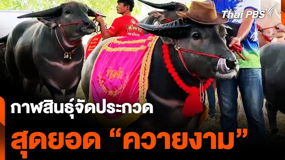 กาฬสินธุ์จัดประกวด "สุดยอดควายงาม" ชิงถ้วยพระราชทานฯ
