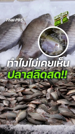 ทำไมไม่เคยเห็นปลาสลิดสด
