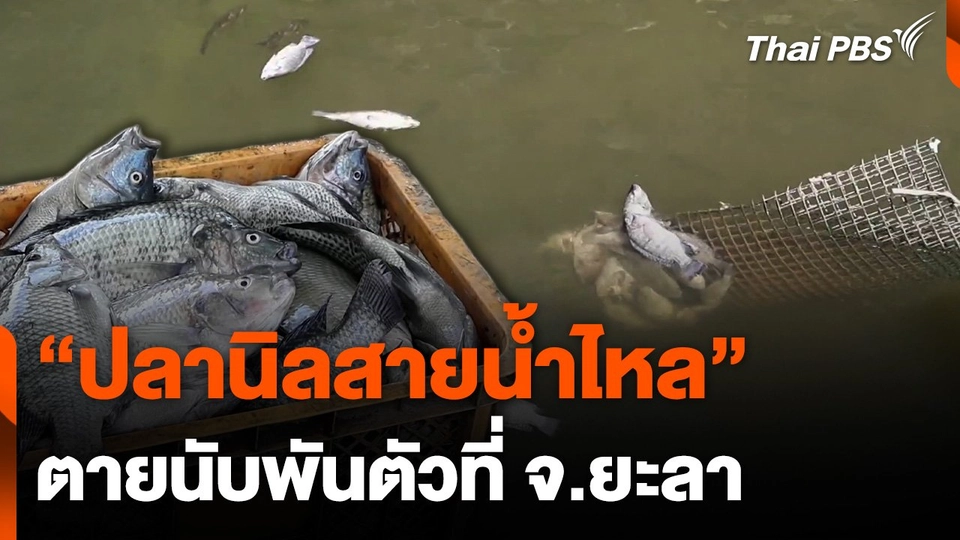 ​​"ปลานิลสายน้ำไหล" ตายนับพันตัวที่ จ.ยะลา