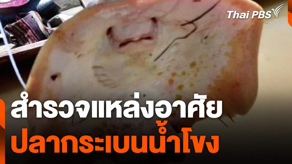 สำรวจแหล่งอาศัยปลากระเบนน้ำโขง