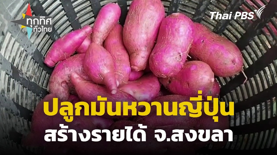 ปลูกมันหวานญี่ปุ่นสร้างรายได้ จ.สงขลา