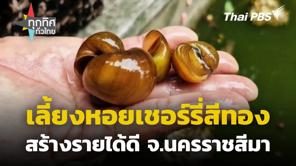 เลี้ยงหอยเชอร์รี่สีทองสร้างรายได้ดี จ.นครราชสีมา