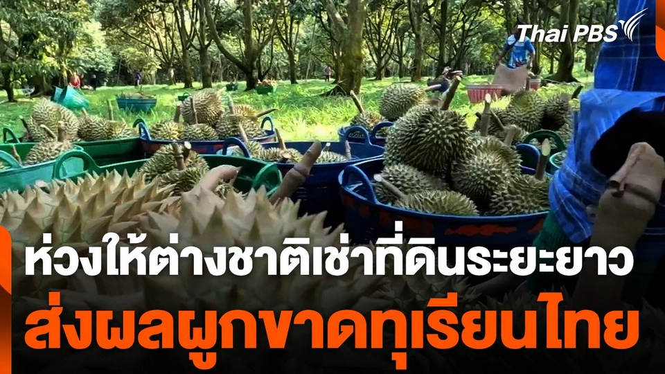 ห่วงให้ต่างชาติเช่าที่ดินระยะยาว ส่งผลผูกขาดทุเรียนไทย