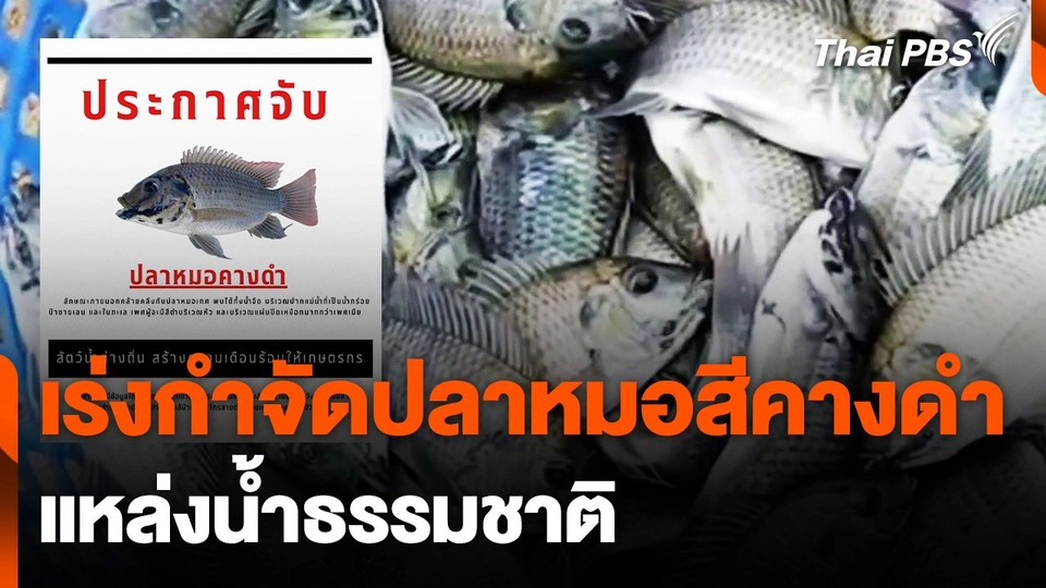 เร่งกำจัด "ปลาหมอสีคางดำ" แหล่งน้ำธรรมชาติ