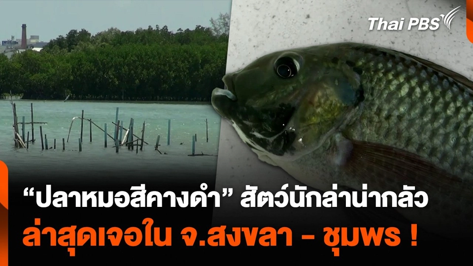 “ปลาหมอสีคางดำ” สัตว์นักล่าน่ากลัว ล่าสุดเจอใน จ.สงขลา - ชุมพร !
