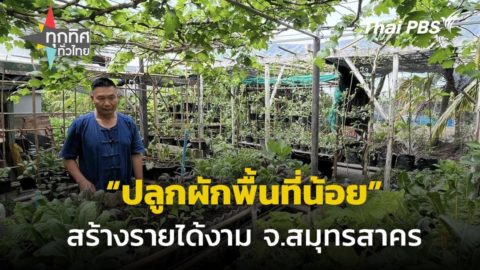 ปลูกผักพื้นที่น้อย สร้างรายได้งาม จ.สมุทรสาคร