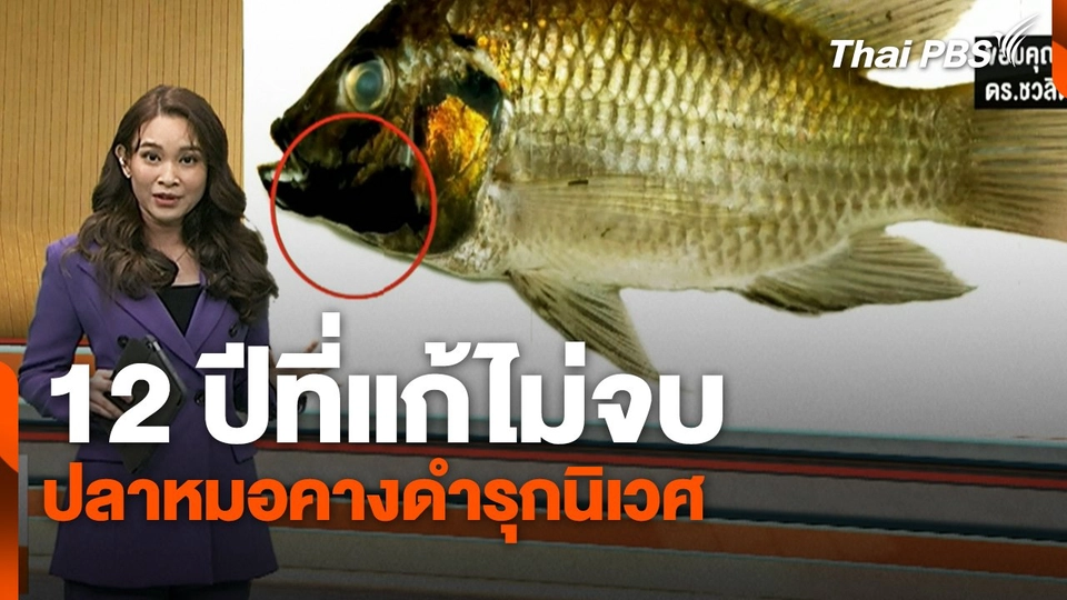 ข่าวค่ำมิติใหม่ ( 5 ก.ค. 67) : 12 ปีที่แก้ไม่จบ ปลาหมอคางดำรุกนิเวศ