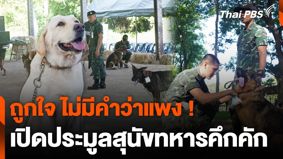 เปิดประมูลสุนัขทหารไม่ผ่านเกณฑ์ทดสอบสุดคึกคัก