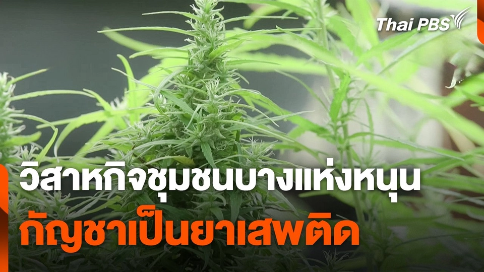 วิสาหกิจชุมชนบางแห่งหนุน "กัญชา" เป็นยาเสพติด