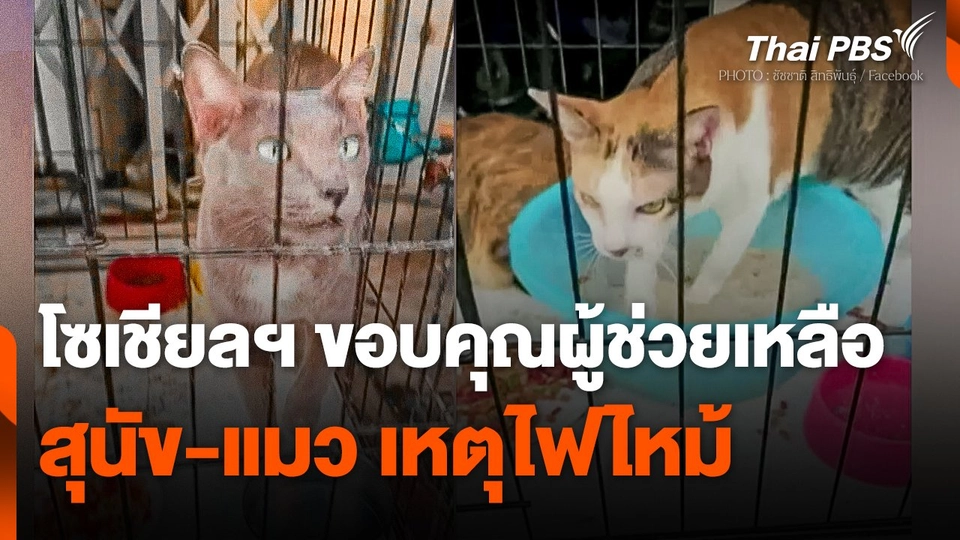 โซเชียลฯ ขอบคุณผู้ช่วยเหลือ "สุนัข-แมว" เหตุไฟไหม้