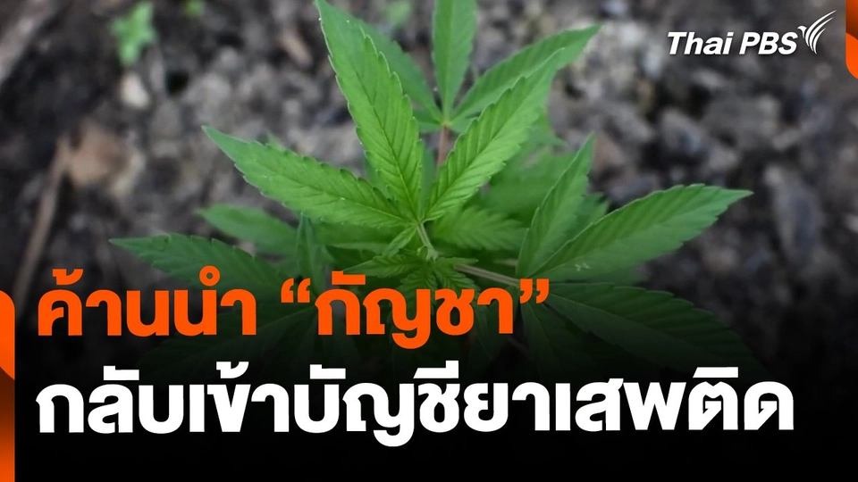 องค์กรเครือข่าย ค้านนำ "กัญชา" เป็นยาเสพติดประเภท 5