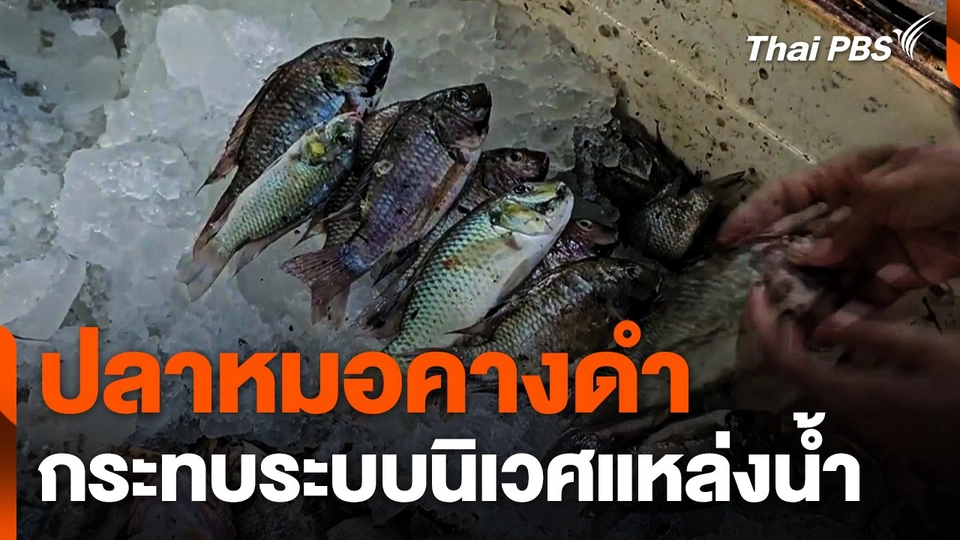 ปลาหมอคางดำ กระทบระบบนิเวศแหล่งน้ำ