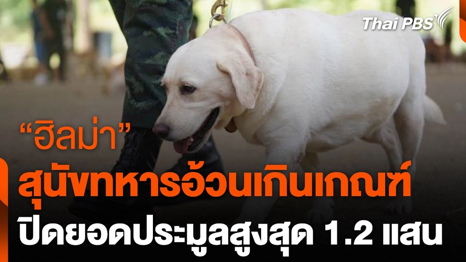 "ฮิลม่า" สุนัขทหารอ้วนเกินเกณฑ์ ปิดยอดประมูลสูงสุด 1.2 แสน