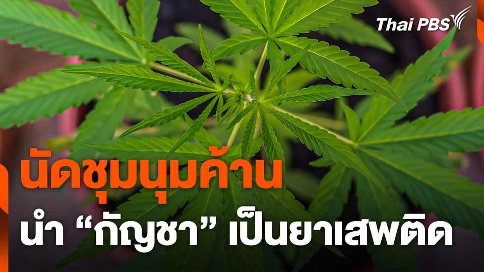 นัดชุมนุมค้านนำ "กัญชา" เป็นยาเสพติดพรุ่งนี้ (8 ก.ค. 67)