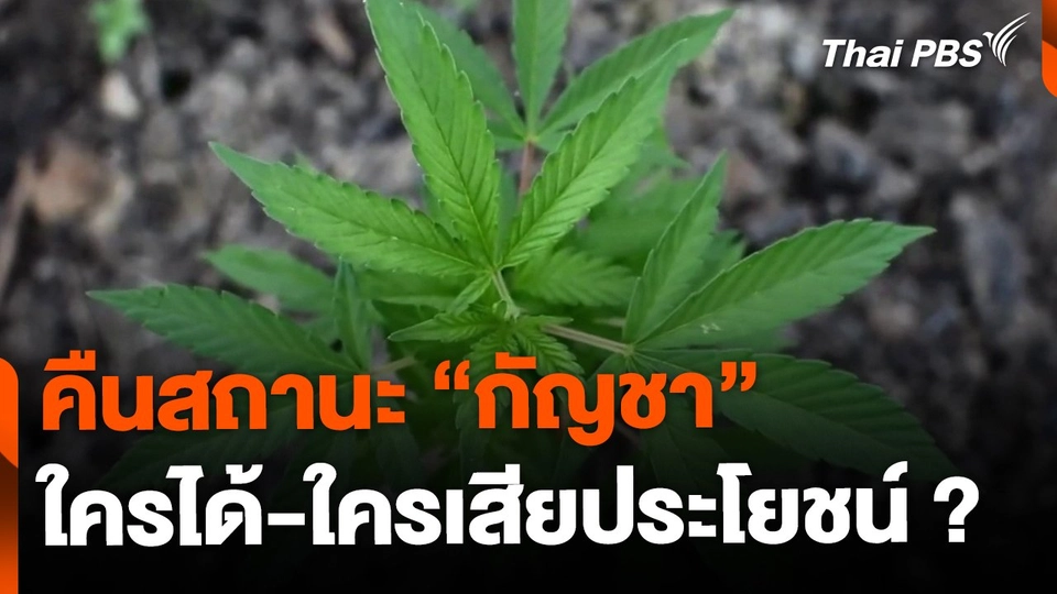 คืนสถานะ "กัญชา" ใครได้ประโยชน์