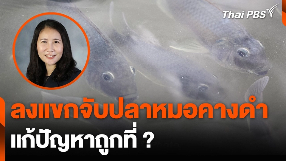 ความท้าทายกำจัดปลาหมอคางดำ ลงแขกจับปลา แก้ปัญหาถูกที่ ?