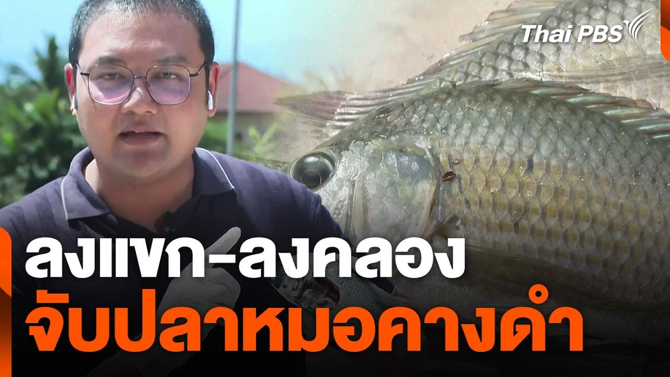 ลงแขก-ลงคลอง จับปลาหมอคางดำ