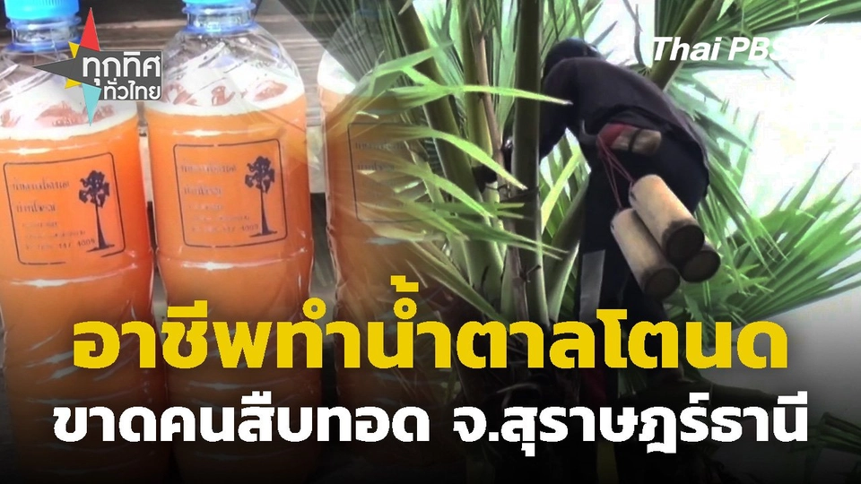 อาชีพทำน้ำตาลโตนดขาดคนสืบทอด จ.สุราษฎร์ธานี