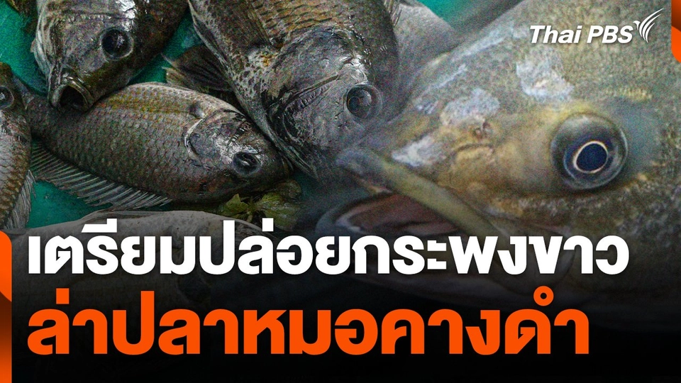 เตรียมปล่อยปลากระพงขาว ไล่ล่าปลาหมอคางดำ