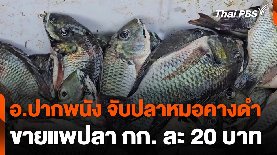 อ.ปากพนัง จับปลาหมอคางดำขายแพปลา กก. ละ 20 บาท