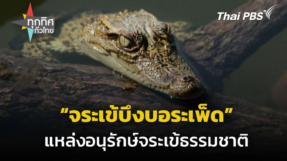 เตรียมอนุรักษ์จระเข้ธรรมชาติบึงบอระเพ็ด