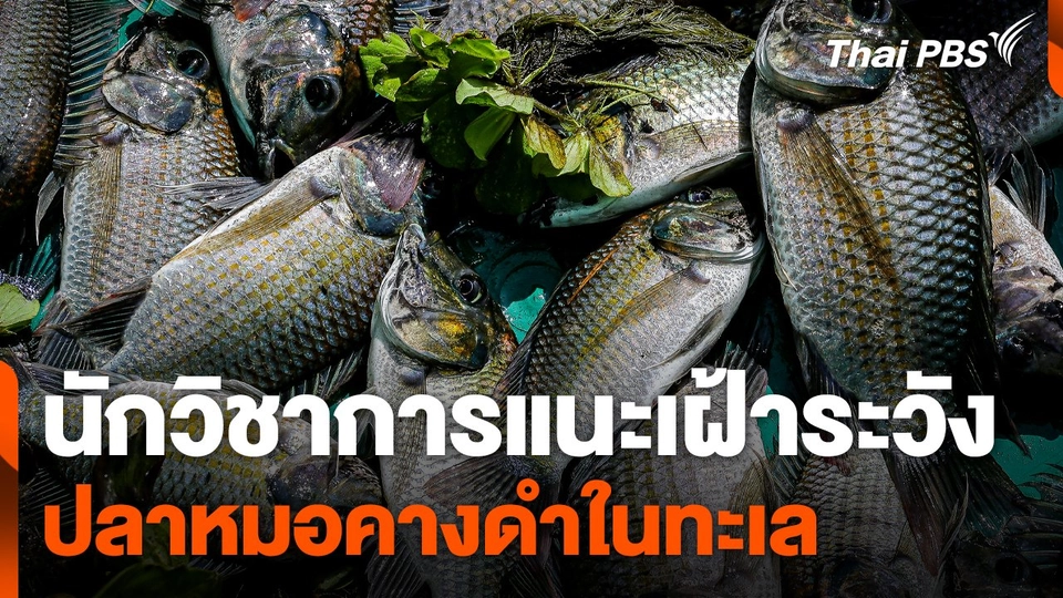 นักวิชาการแนะเฝ้าระวัง "ปลาหมอคางดำ" ในทะเล