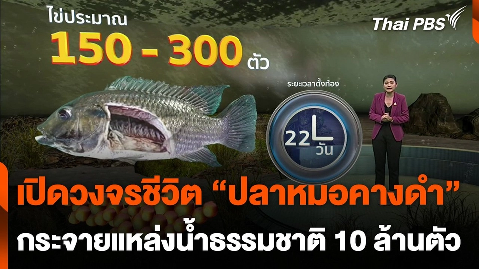คาด "ปลาหมอคางดำ" กระจายแหล่งน้ำธรรมชาติ 10 ล้านตัว
