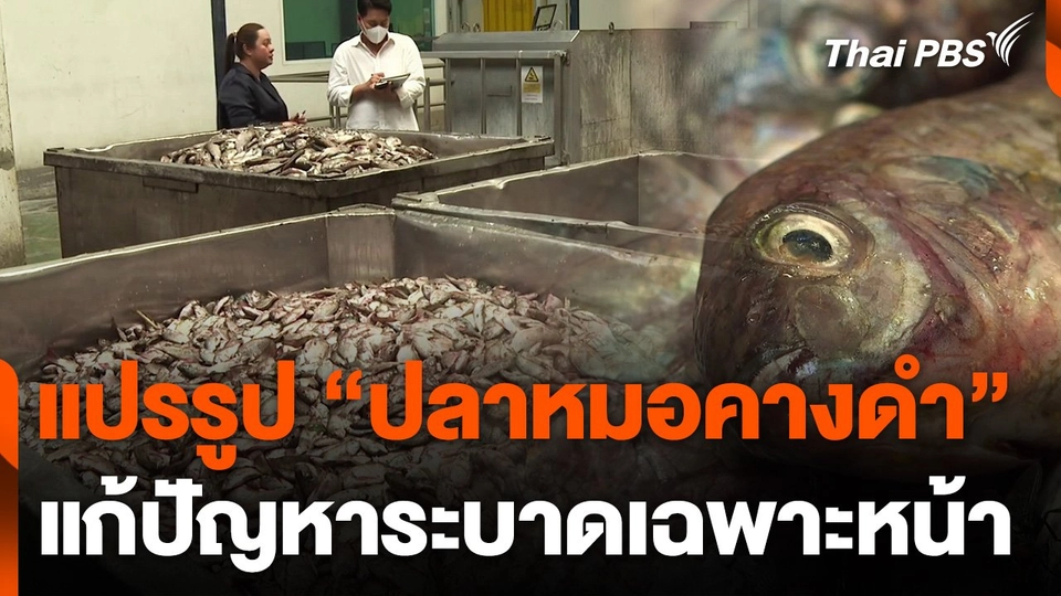 แปรรูป "ปลาหมอคางดำ" แก้ปัญหาระบาดเฉพาะหน้า