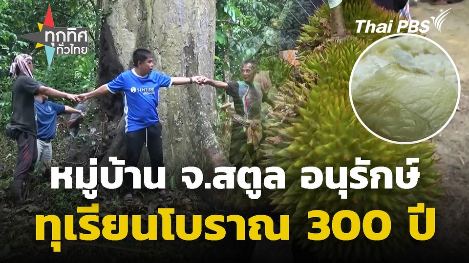หมู่บ้านอนุรักษ์ทุเรียนโบราณ 300 ปี จ.สตูล