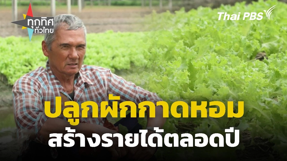 ปลูกผักกาดหอมสร้างรายได้ตลอดปี