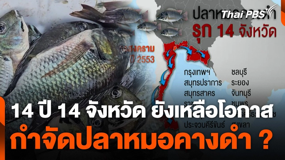 14 ปี 14 จังหวัด ยังเหลือโอกาสกำจัดปลาหมอคางดำ ?