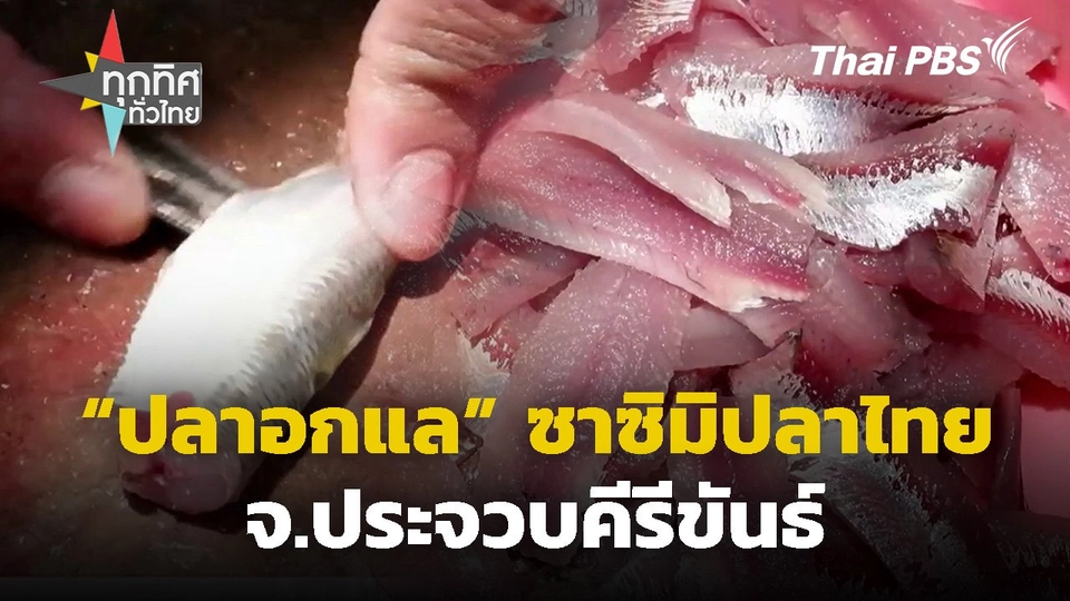 "ปลาอกแล" ซาซิมิปลาไทย จ.ประจวบคีรีขันธ์