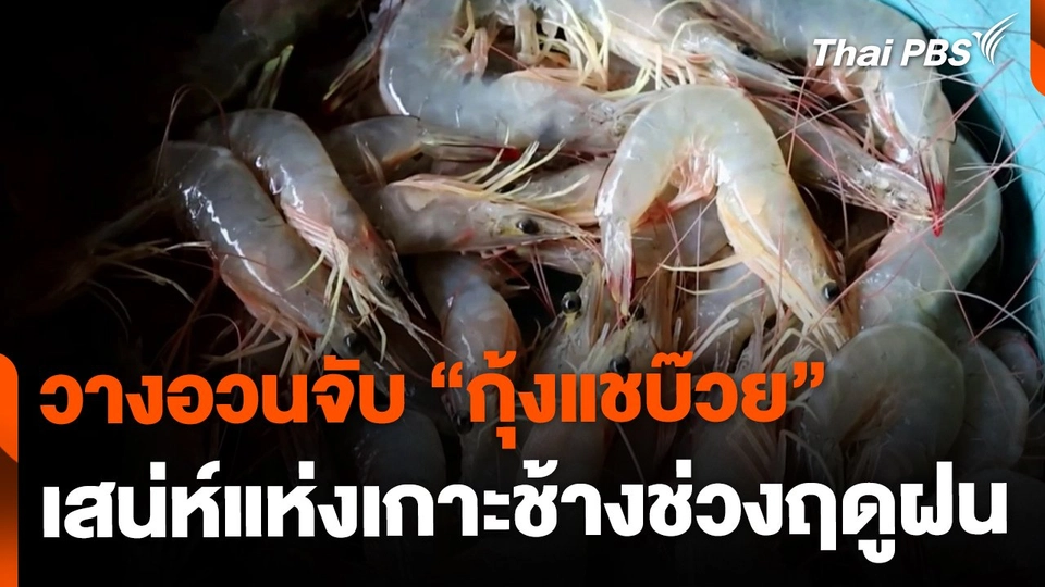 กุ้งแชบ๊วย เสน่ห์เกาะช้างช่วงฤดูฝน