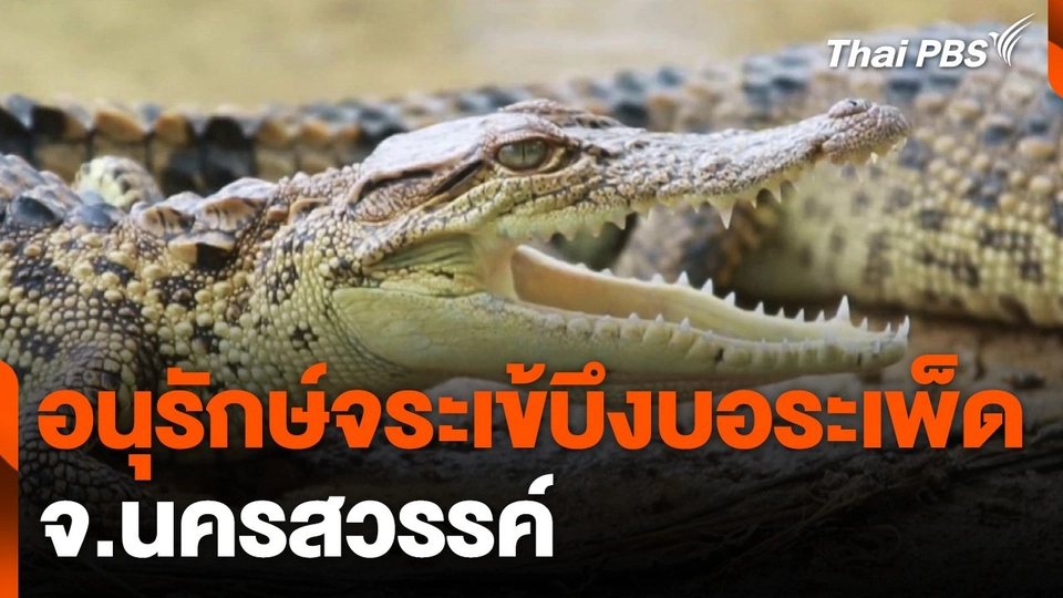 อนุรักษ์จระเข้บึงบอระเพ็ด จ.นครสวรรค์