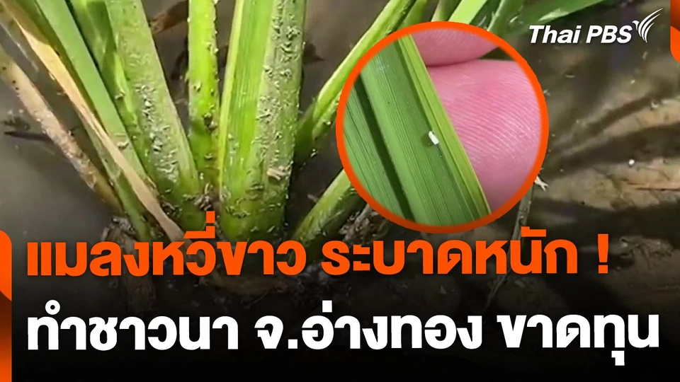 จ.อ่างทอง เจอวิกฤต แมลงหวี่ขาวข้าวระบาดหนัก