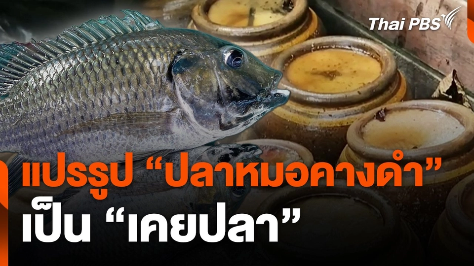 แปรรูป "ปลาหมอคางดำ" เป็น "เคยปลา"