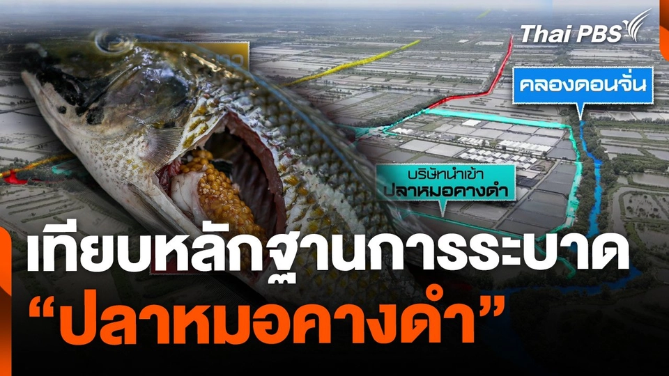 เทียบหลักฐานการระบาด "ปลาหมอคางดำ"