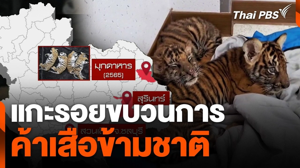 แกะรอยขบวนการค้าเสือข้ามชาติ