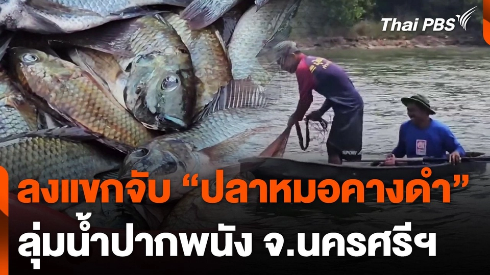 ลงแขกจับปลาหมอคางดำลุ่มน้ำปากพนัง จ.นครศรีฯ