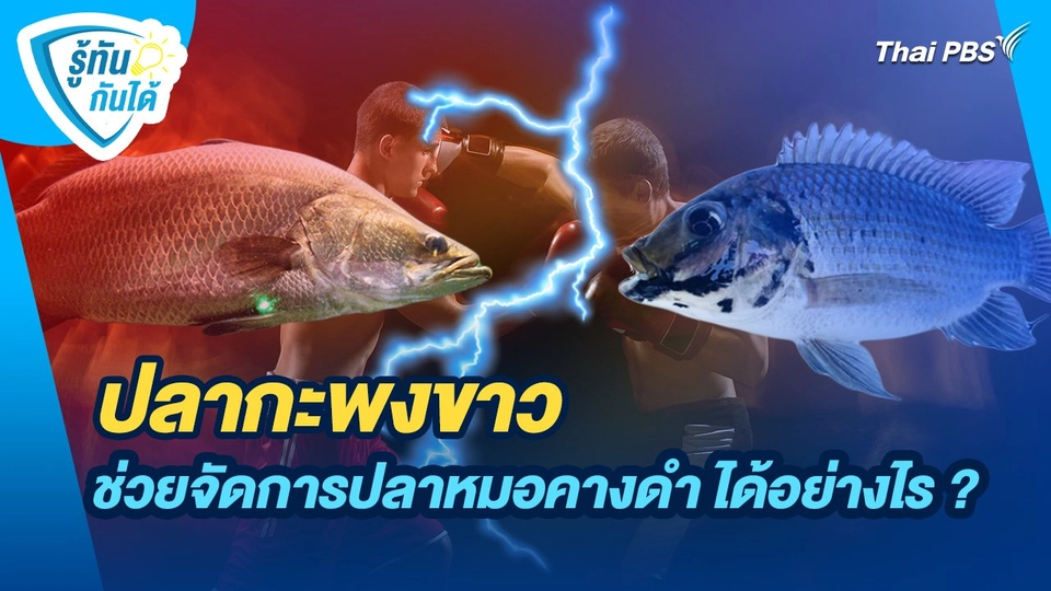 รู้ทันกันได้ : ปลากะพงขาว ช่วยจัดการปลาหมอคางดำ ได้อย่างไร ?