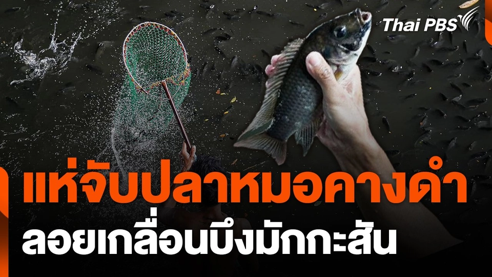 แห่จับปลาหมอคางดำลอยเกลื่อนบึงมักกะสัน